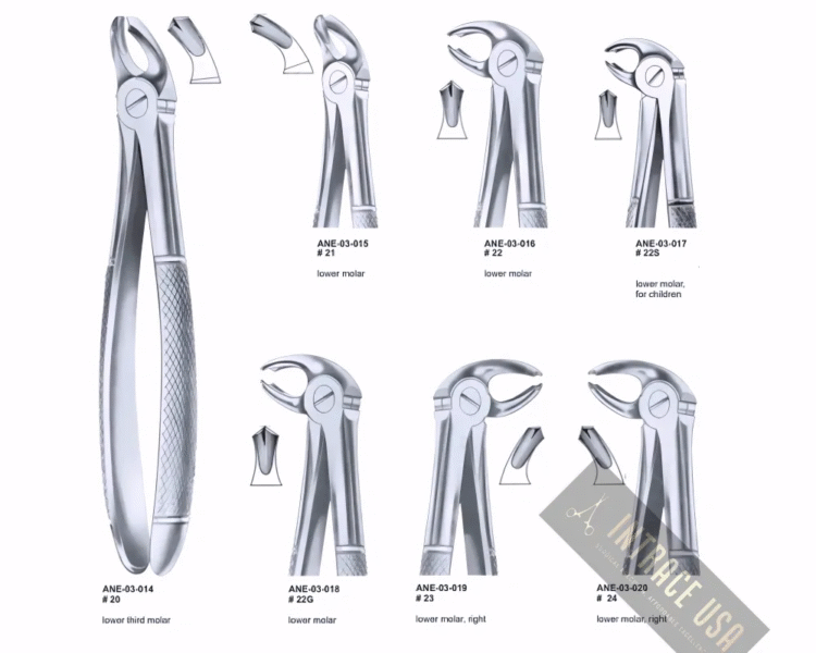 Extracting Forceps lower molar, right Fig. 23