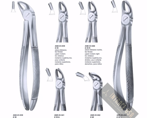 upper molars left for children Fig. 39 L