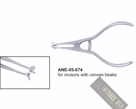 for incisors with convex beaks